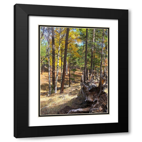 Greer in Fall 11 Black Modern Wood Framed Art Print with Double Matting by Tenoever, William
