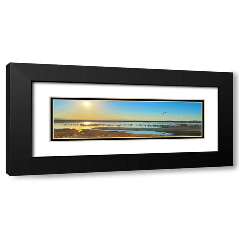 Wilcox-Sandhill Cranes 1 Black Modern Wood Framed Art Print with Double Matting by Tenoever, William