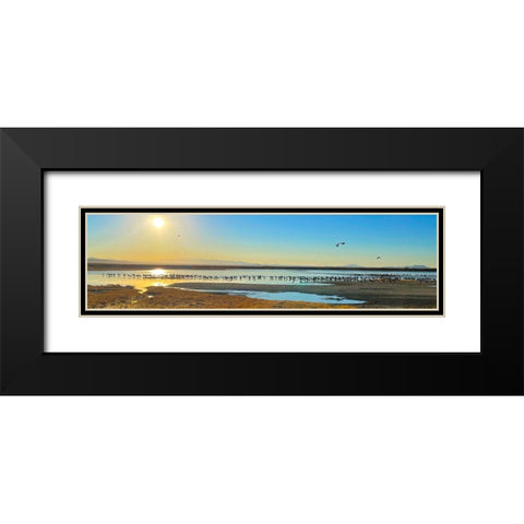 Wilcox-Sandhill Cranes 1 Black Modern Wood Framed Art Print with Double Matting by Tenoever, William