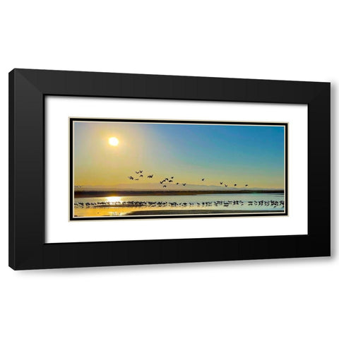 Wilcox-Sandhill Cranes 2 Black Modern Wood Framed Art Print with Double Matting by Tenoever, William