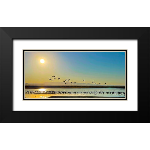 Wilcox-Sandhill Cranes 2 Black Modern Wood Framed Art Print with Double Matting by Tenoever, William