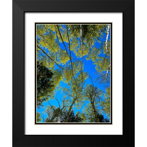AspensInTheFall19 Black Modern Wood Framed Art Print with Double Matting by Tenoever, William