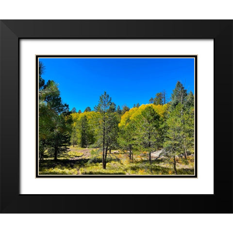 AspensInTheFall20 Black Modern Wood Framed Art Print with Double Matting by Tenoever, William