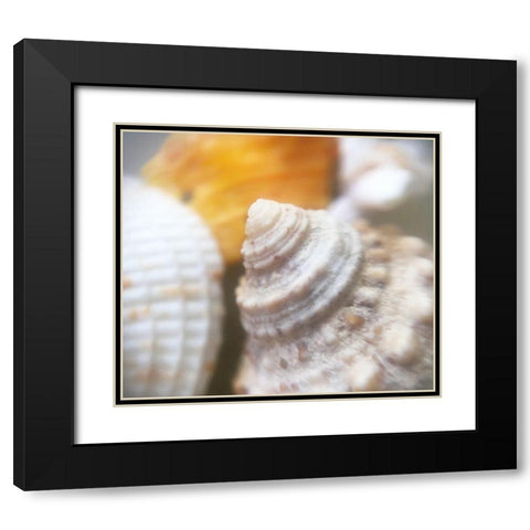 Shells Black Modern Wood Framed Art Print with Double Matting by Popcorn