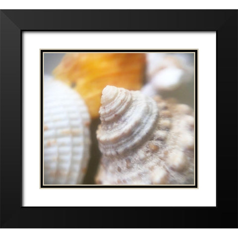 Shells Black Modern Wood Framed Art Print with Double Matting by Popcorn