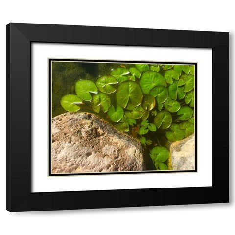Lillypads C Black Modern Wood Framed Art Print with Double Matting by Tenoever, William