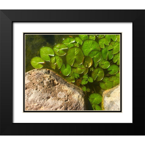 Lillypads C Black Modern Wood Framed Art Print with Double Matting by Tenoever, William