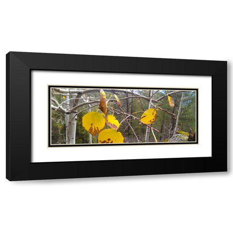 Aspens in Fall: Last Leaves II Black Modern Wood Framed Art Print with Double Matting by Tenoever, William