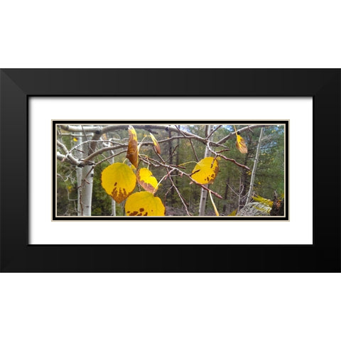 Aspens in Fall: Last Leaves II Black Modern Wood Framed Art Print with Double Matting by Tenoever, William