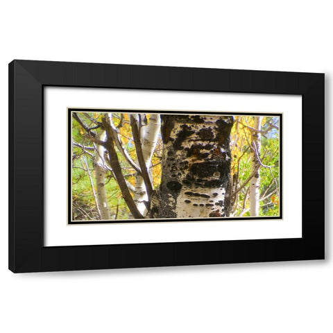 Aspens In The Fall 8 Black Modern Wood Framed Art Print with Double Matting by Tenoever, William