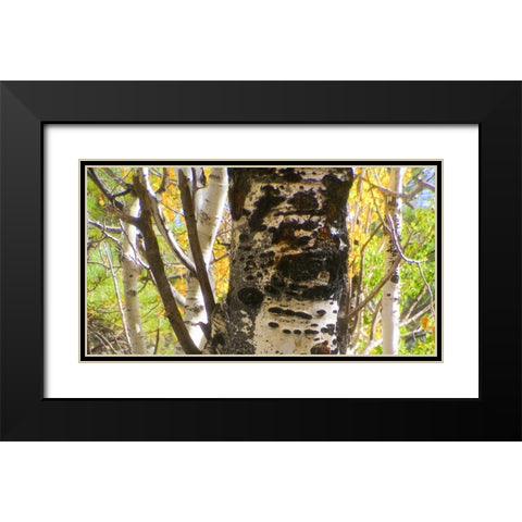 Aspens In The Fall 8 Black Modern Wood Framed Art Print with Double Matting by Tenoever, William