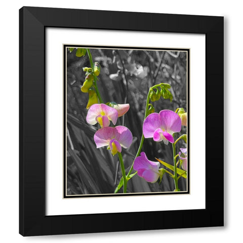 Peavine B/W 2 Black Modern Wood Framed Art Print with Double Matting by Tenoever, William