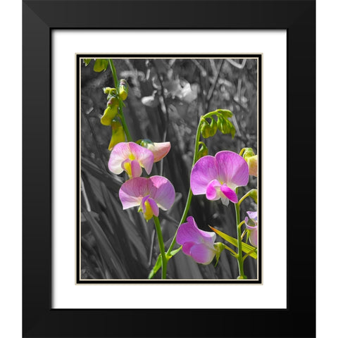 Peavine B/W 2 Black Modern Wood Framed Art Print with Double Matting by Tenoever, William