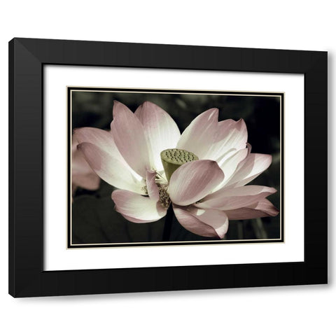 The Blossom Black Modern Wood Framed Art Print with Double Matting by Neuwirth, Andy