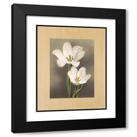 Tulipani Black Modern Wood Framed Art Print with Double Matting by Trivelli, Andrea