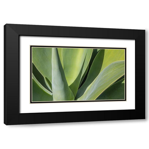 Aloe I Black Modern Wood Framed Art Print with Double Matting by Markoff, Barbara