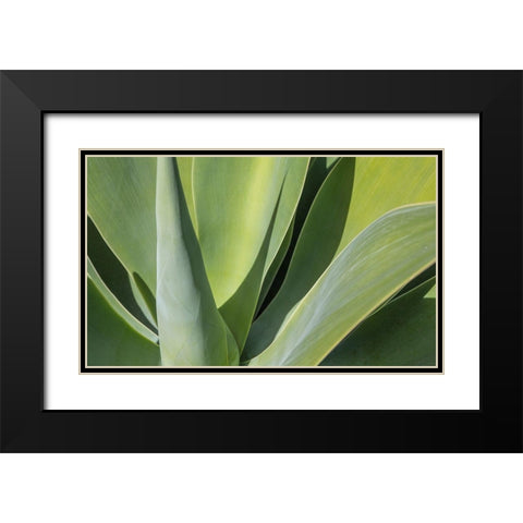 Aloe I Black Modern Wood Framed Art Print with Double Matting by Markoff, Barbara