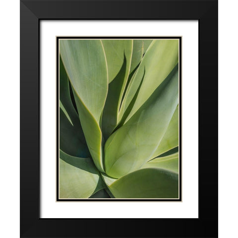 Aloe II Black Modern Wood Framed Art Print with Double Matting by Markoff, Barbara