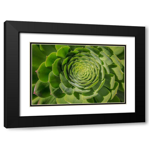 Green Succulent Spiral Black Modern Wood Framed Art Print with Double Matting by Markoff, Barbara