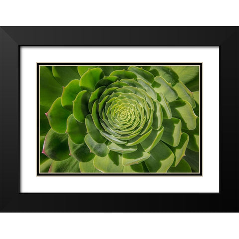 Green Succulent Spiral Black Modern Wood Framed Art Print with Double Matting by Markoff, Barbara