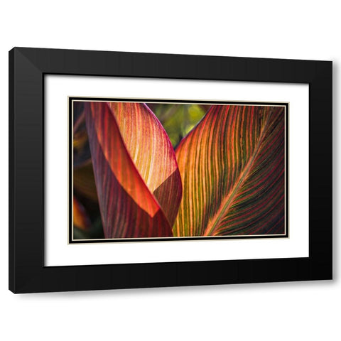 Canna Lily Leaves I Black Modern Wood Framed Art Print with Double Matting by Markoff, Barbara