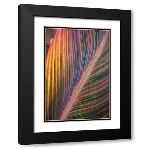 Canna Lily Leaves II Black Modern Wood Framed Art Print with Double Matting by Markoff, Barbara