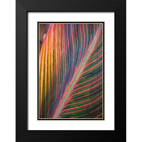 Canna Lily Leaves II Black Modern Wood Framed Art Print with Double Matting by Markoff, Barbara