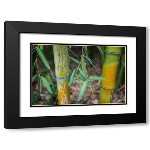 Bamboo Study Black Modern Wood Framed Art Print with Double Matting by Markoff, Barbara