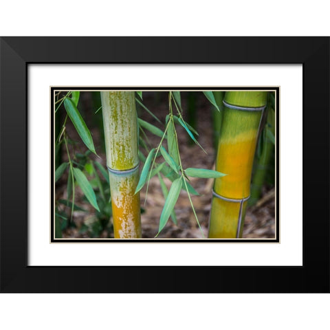 Bamboo Study Black Modern Wood Framed Art Print with Double Matting by Markoff, Barbara