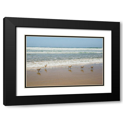 Birds at La Jolla Shores Black Modern Wood Framed Art Print with Double Matting by Markoff, Barbara