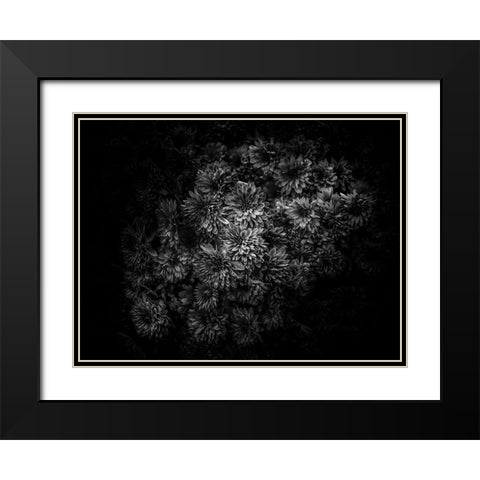 Black And White Mum Bouquet Black Modern Wood Framed Art Print with Double Matting by Carson, Brian