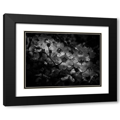 Black And White Petunia Black Modern Wood Framed Art Print with Double Matting by Carson, Brian