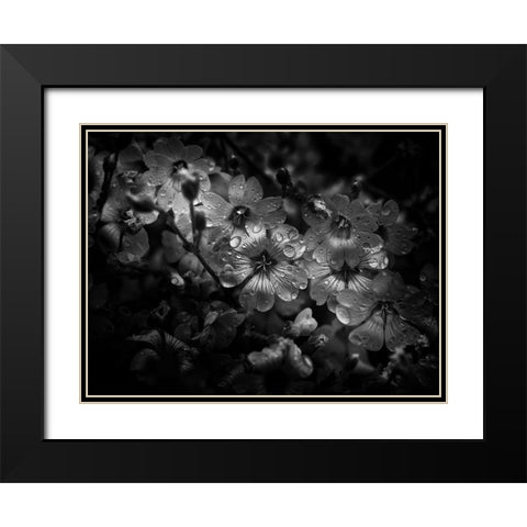 Black And White Petunia Black Modern Wood Framed Art Print with Double Matting by Carson, Brian