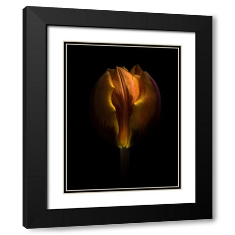Orange Tulip Black Modern Wood Framed Art Print with Double Matting by Carson, Brian