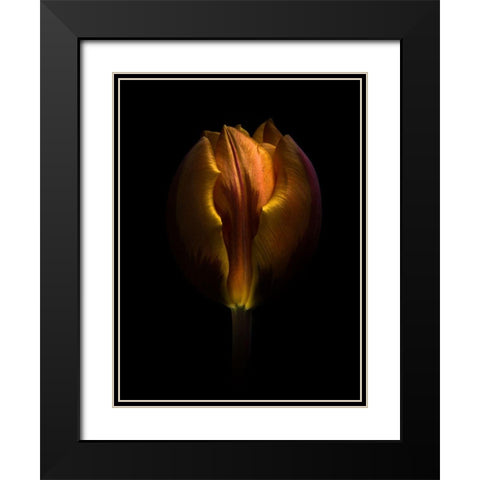 Orange Tulip Black Modern Wood Framed Art Print with Double Matting by Carson, Brian