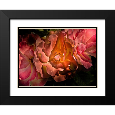 Pink Camelia II Black Modern Wood Framed Art Print with Double Matting by Carson, Brian