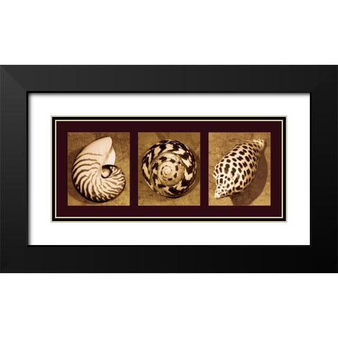 Shell Trio Black Modern Wood Framed Art Print with Double Matting by Kelly, Caroline
