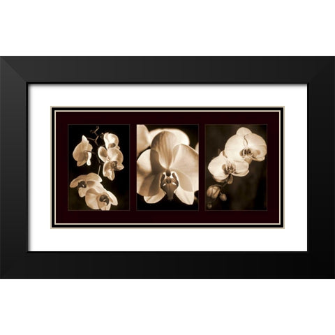 Orchid Trio Black Modern Wood Framed Art Print with Double Matting by Kelly, Caroline
