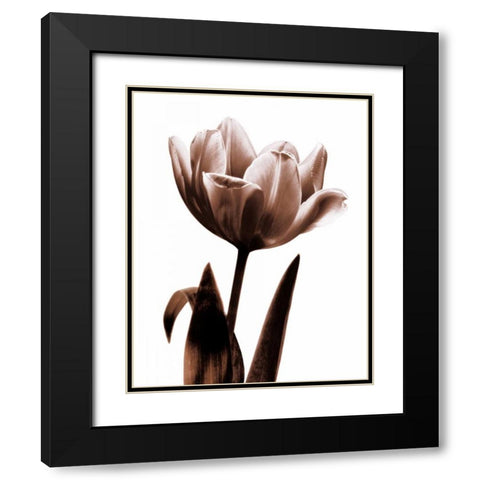 Tulip in Sepia I Black Modern Wood Framed Art Print with Double Matting by Kelly, Caroline