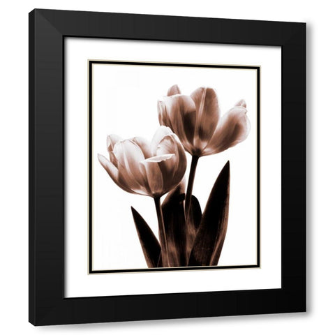 Tulip in Sepia II Black Modern Wood Framed Art Print with Double Matting by Kelly, Caroline