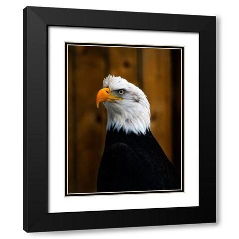 Bald Eagle Black Modern Wood Framed Art Print with Double Matting by Branson, Clive