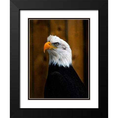 Bald Eagle Black Modern Wood Framed Art Print with Double Matting by Branson, Clive
