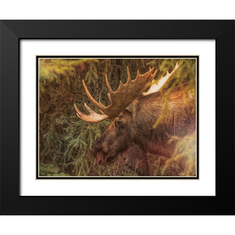 Moose Black Modern Wood Framed Art Print with Double Matting by Sproul, Dan