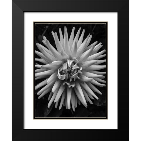 BandW Pop Black Modern Wood Framed Art Print with Double Matting by Bannon, Heidi