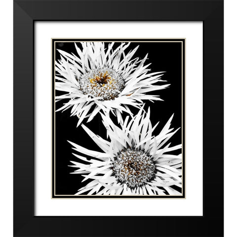 Black and White Awakening Black Modern Wood Framed Art Print with Double Matting by Bannon, Heidi