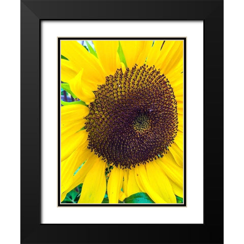 Sunflower Black Modern Wood Framed Art Print with Double Matting by Bannon, Heidi