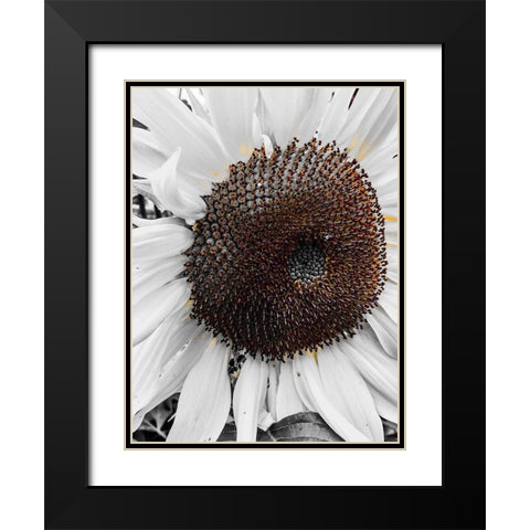 Sunflower White Black Modern Wood Framed Art Print with Double Matting by Bannon, Heidi