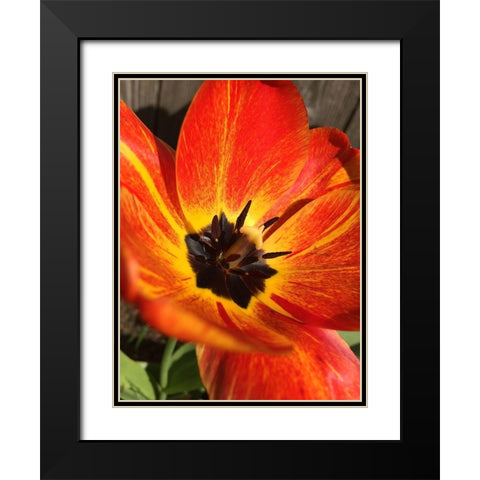 Full Sun I Black Modern Wood Framed Art Print with Double Matting by Bannon, Heidi
