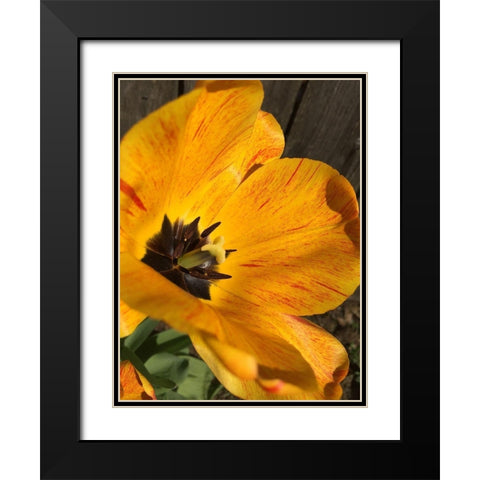 Full Sun II Black Modern Wood Framed Art Print with Double Matting by Bannon, Heidi