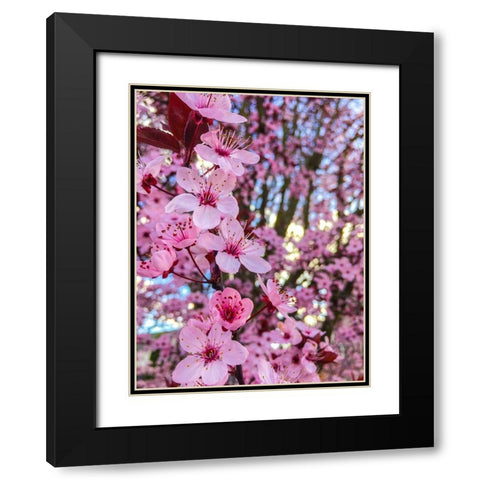 Cherry Blossom Black Modern Wood Framed Art Print with Double Matting by Bannon, Heidi